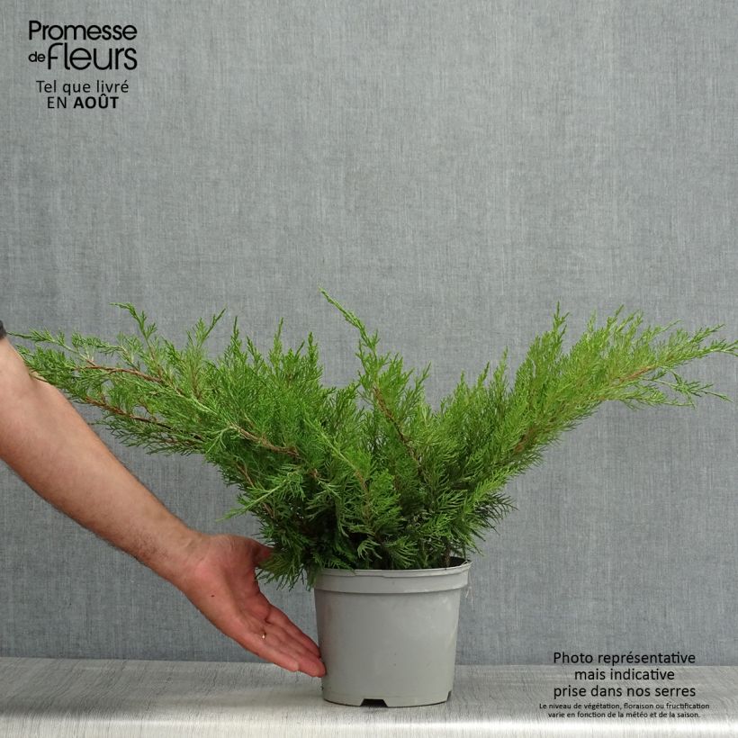 Exemplaar van Juniperus media Mint Julep - Pfitzer-jeneverbes Pot van 2 l/3 l zoals geleverd in de zomer