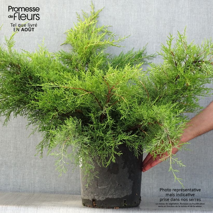 Exemplaar van Juniperus media Mint Julep - Pfitzer-jeneverbes Pot van 7,5 l/10 l zoals geleverd in de zomer