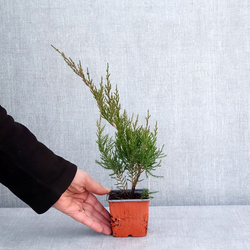 Example of Juniperus media Mint Julep - Pfitzer-jeneverbes Kweekpotje van 8/9 cm as you get in hiver