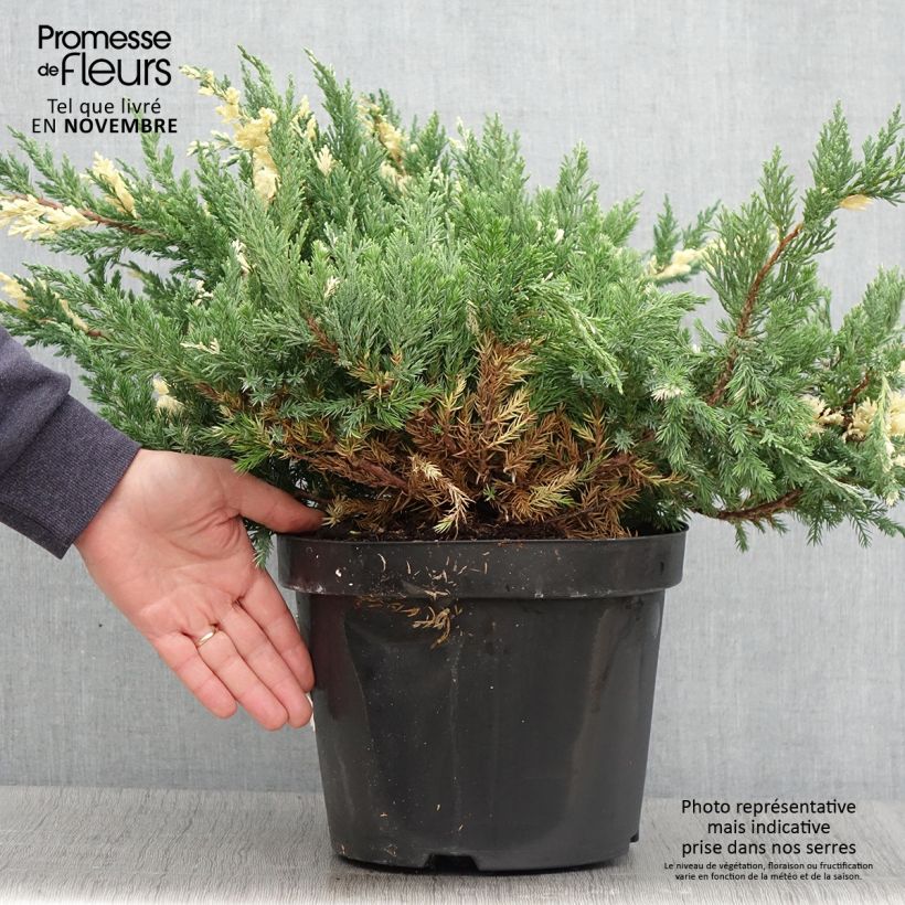 Exemplaar van Juniperus chinensis Expansa Variegata - Chinese jeneverbes Pot van 7,5 l/10 l zoals geleverd in de herfst