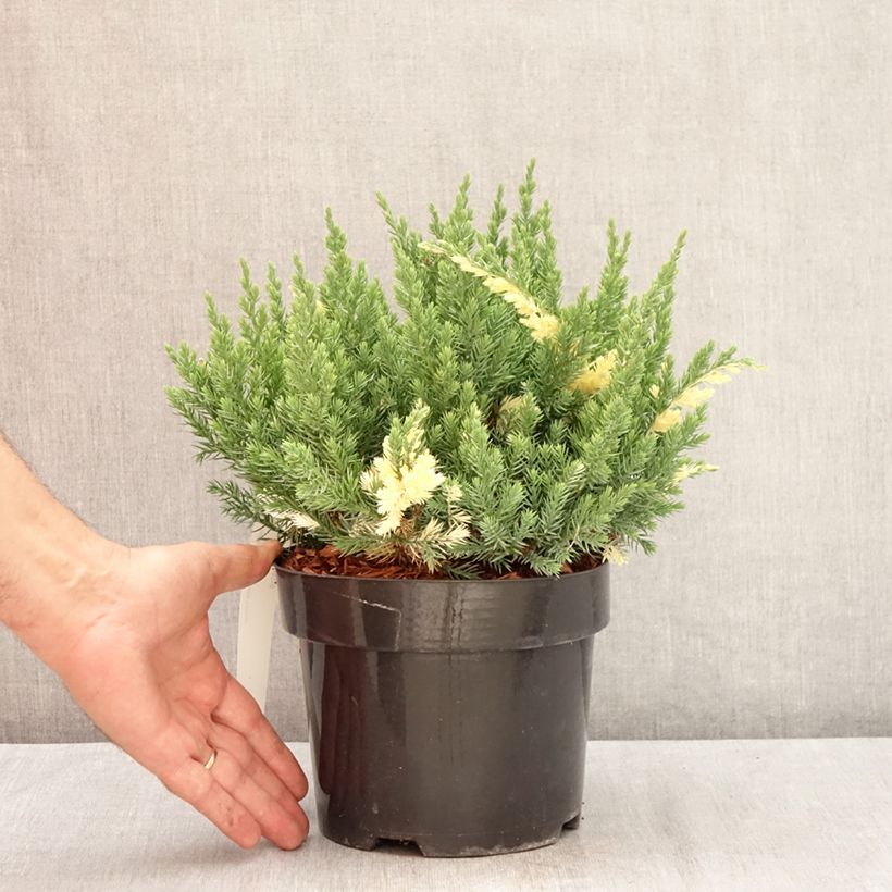 Exemplaar van Juniperus chinensis Expansa Variegata - Chinese jeneverbes Pot van 2 l/3 l zoals geleverd in de zomer