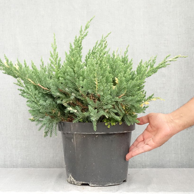 Example of Genévrier rampant - Juniperus chinensis Expansa Variegata Pot van 7,5 l/10 l as you get in ete