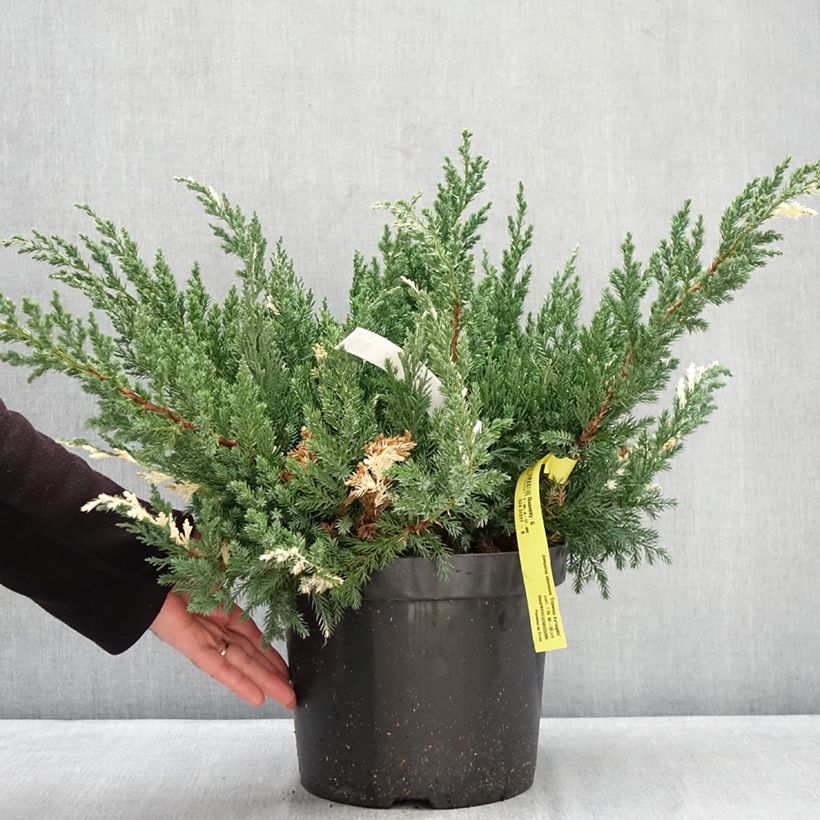 Exemplaar van Juniperus chinensis Expansa Variegata - Chinese jeneverbes Pot van 7,5 l/10 l zoals geleverd in de winter