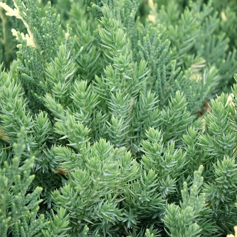 Juniperus chinensis Expansa Variegata - Chinese jeneverbes (Blad)