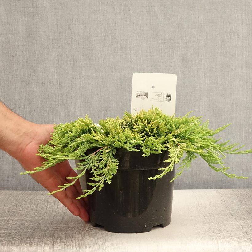 Exemplaar van Juniperus horizontalis Golden Carpet - Kruipende jeneverbes Pot van 2 l/3 l zoals geleverd in de zomer
