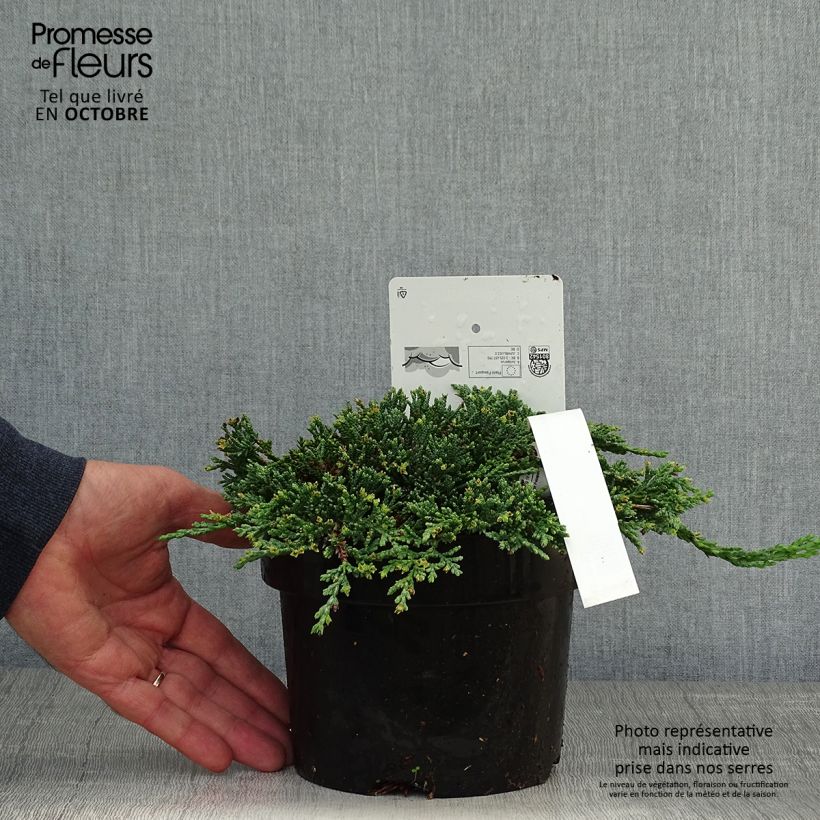 Exemplaar van Juniperus horizontalis Icee Blue - Kruipende jeneverbes Pot van 2 l/3 l zoals geleverd in de herfst