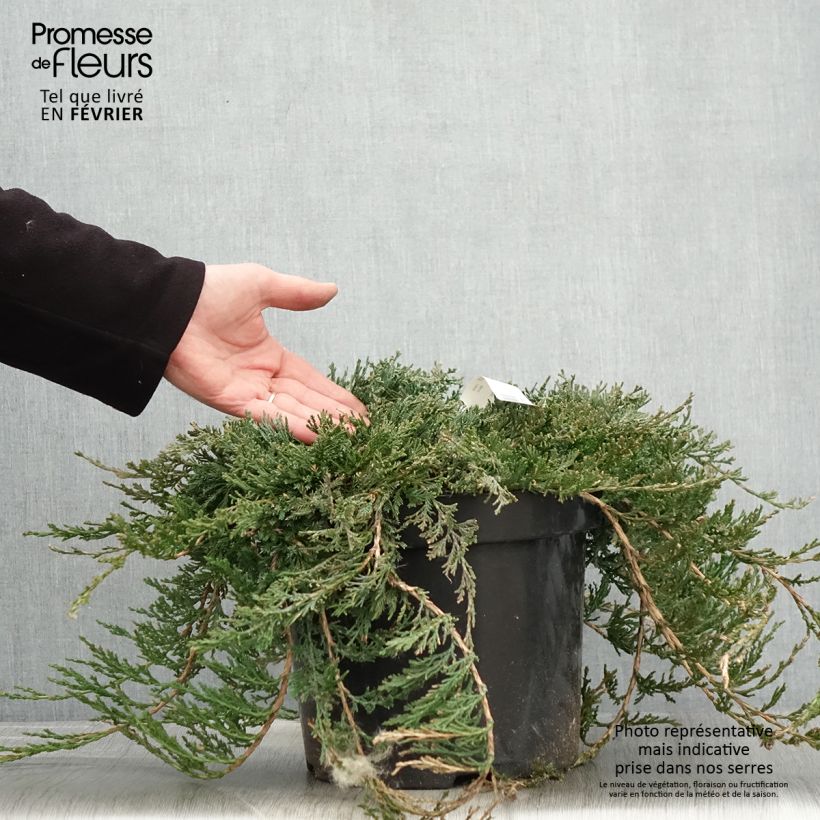 Example of Juniperus horizontalis Wiltonii - Kruipende jeneverbes Pot van 7,5 l/10 l as you get in hiver