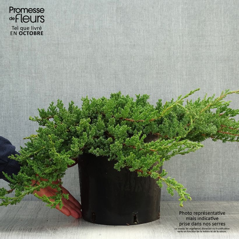 Exemplaar van Genévrier rampant - Juniperus procumbens Nana Pot de 7,5L/10L zoals geleverd in de herfst