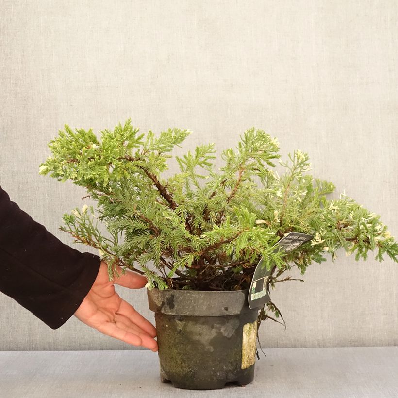 Example of Genévrier sabine - Juniperus sabina Variegata Pot van 2 l/3 l as you get in printemps