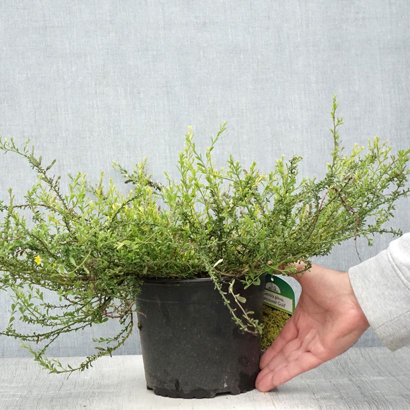 Exemplaar van Genista pilosa Vancouver Gold - Kruipbrem Pot van 2 l/3 l zoals geleverd in de zomer