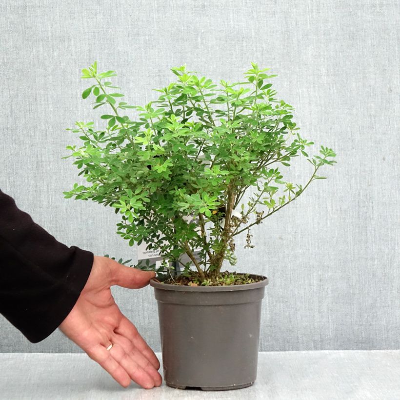 Exemplaar van Genista Porlock - Heidebrem Pot van 2 l/3 l zoals geleverd in de herfst