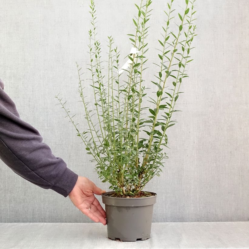 Exemplaar van Genista tinctoria - Verfbrem Pot van 3 l/4 l zoals geleverd in de herfst