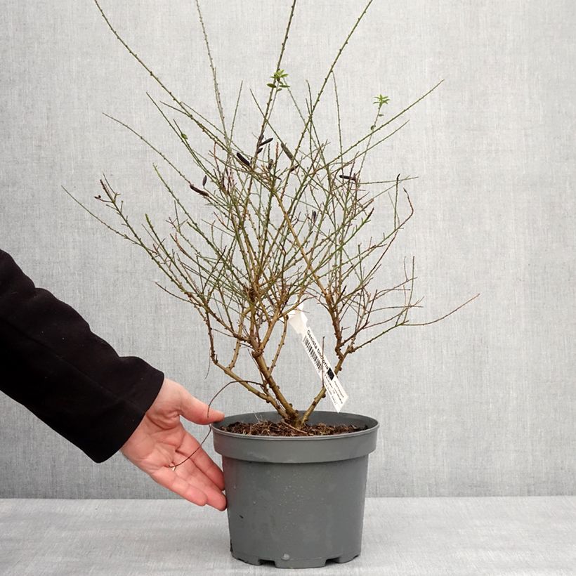 Example of Genista tinctoria - Genêt des teinturiers Pot van 3 l/4 l as you get in hiver