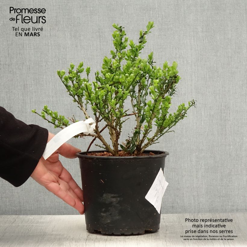 Exemplaar van Genista tinctoria - Verfbrem Pot van 3 l/4 l zoals geleverd in de lente