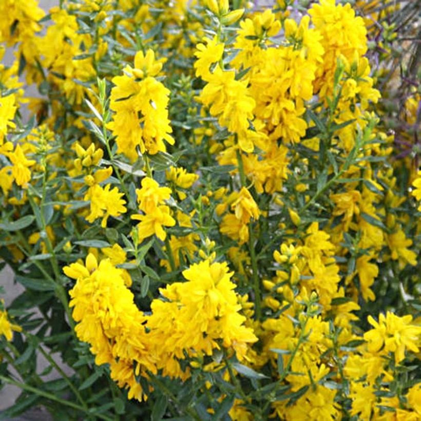 Genista tinctoria Plena - Verfbrem (Flowering)