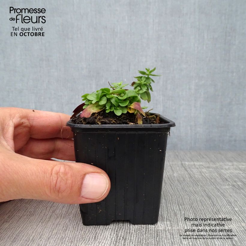 Exemplaar van Gentiana makinoi Blue Star - Gentiaan Kweekpotje van 8/9 cm zoals geleverd in de herfst
