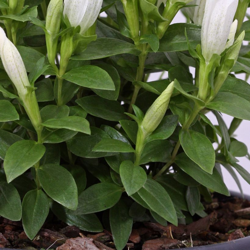 Gentiana makinoi White Magic - Gentiaan (Foliage)