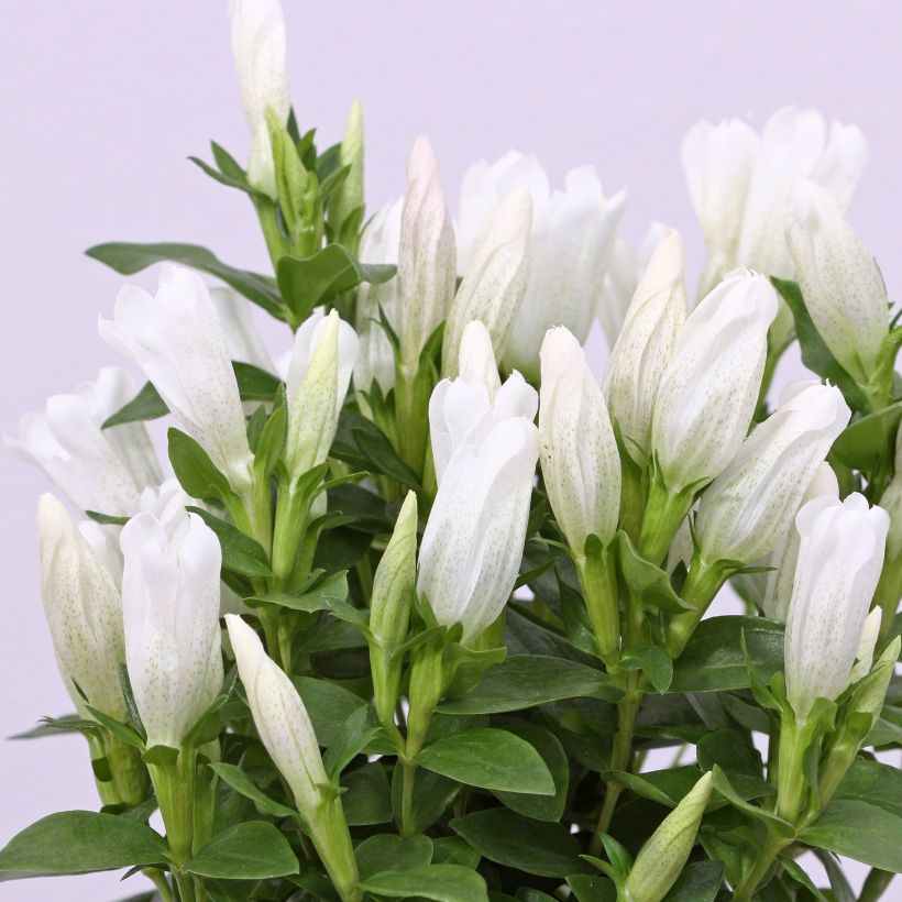 Gentiana makinoi White Magic - Gentiaan (Flowering)
