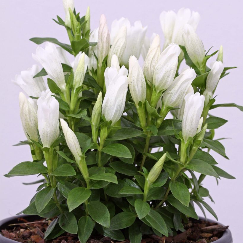Gentiana makinoi White Magic - Gentiaan (Plant habit)
