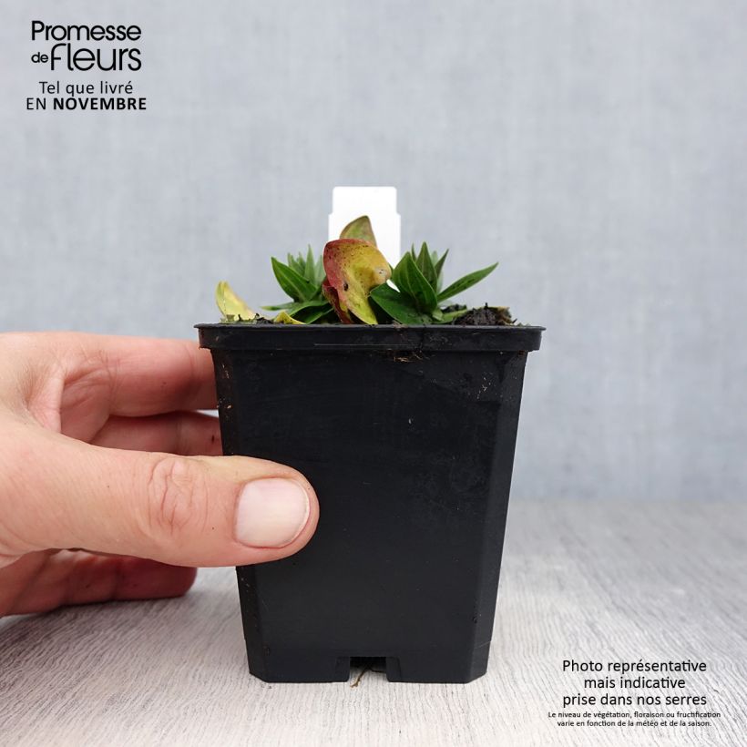 Exemplaar van Gentiana asclepiadea - Zijdeplantgentiaan Kweekpotje van 8/9 cm zoals geleverd in de herfst