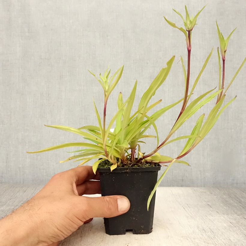 Exemplaar van Gentiana dahurica - Siberische gentiaan Kweekpotje van 8/9 cm zoals geleverd in de zomer