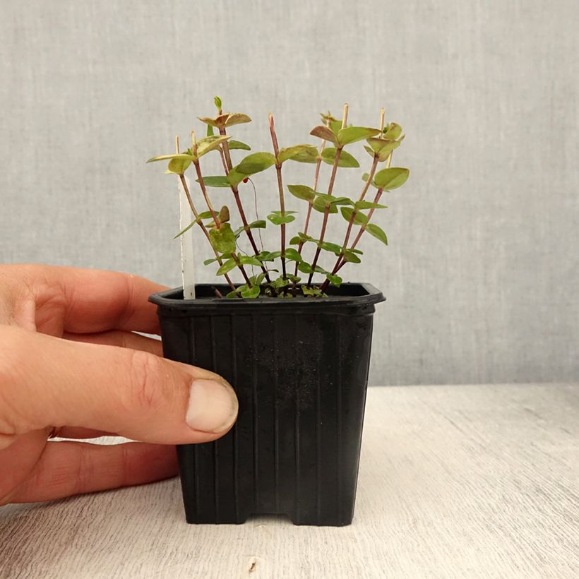 Exemplaar van Gentiana scabra Zuki-rindo - Herfstgentiaan Kweekpotje van 8/9 cm zoals geleverd in de lente