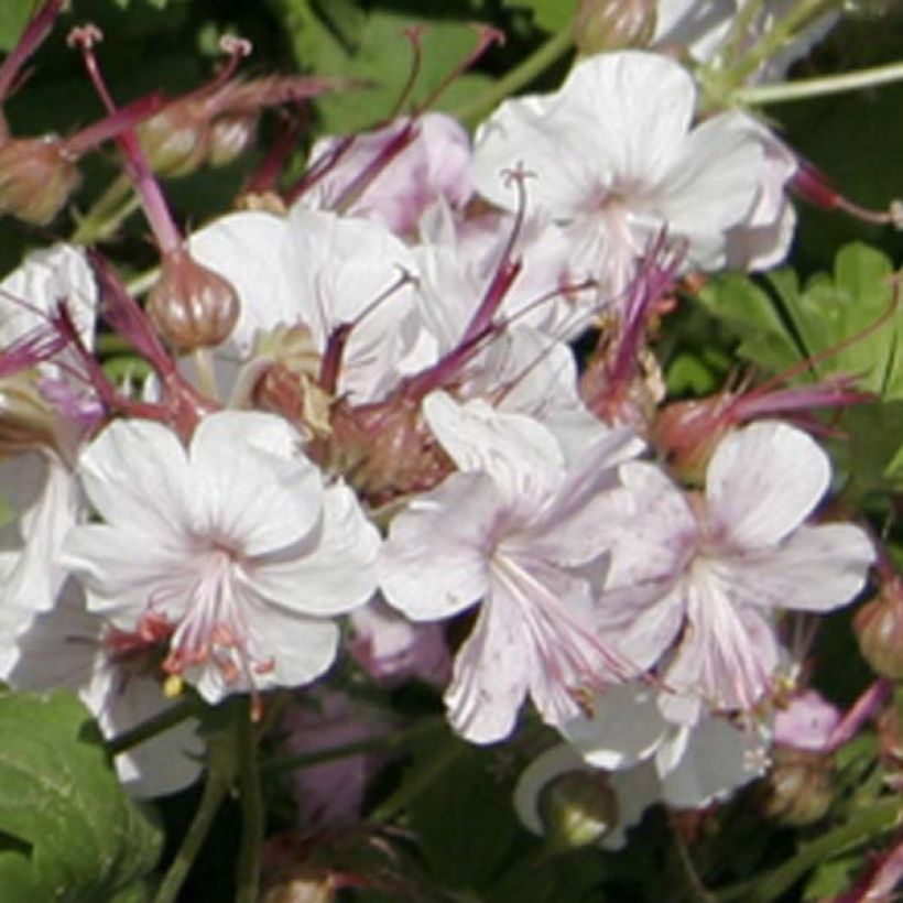 Geranium cantabrigiense Biokovo - Ooievaarsbek (Flowering)
