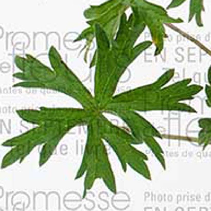 Geranium Orion - Ooievaarsbek (Foliage)
