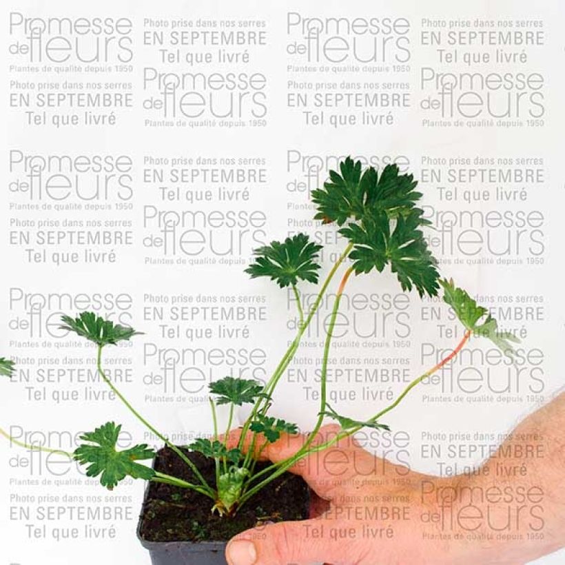 Exemplaar van Geranium Rozanne - Ooievaarsbek Kweekpotje van 8/9 cm zoals geleverd in de herfst