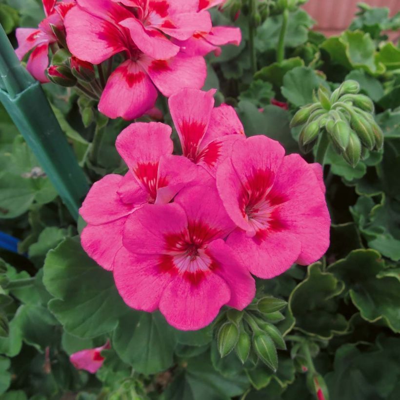 Pelargonium TwoinOne Hot Pink Splash (Flowering)
