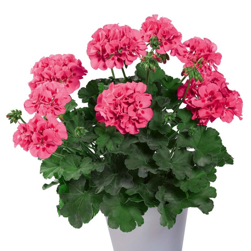 Pelargonium TwoinOne Hot Pink Splash (Plant habit)