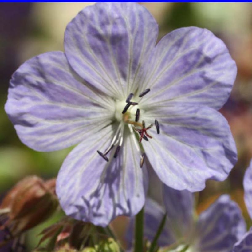 Geranium pratense Mrs Kendall Clark - Beemdooievaarsbek (Flowering)