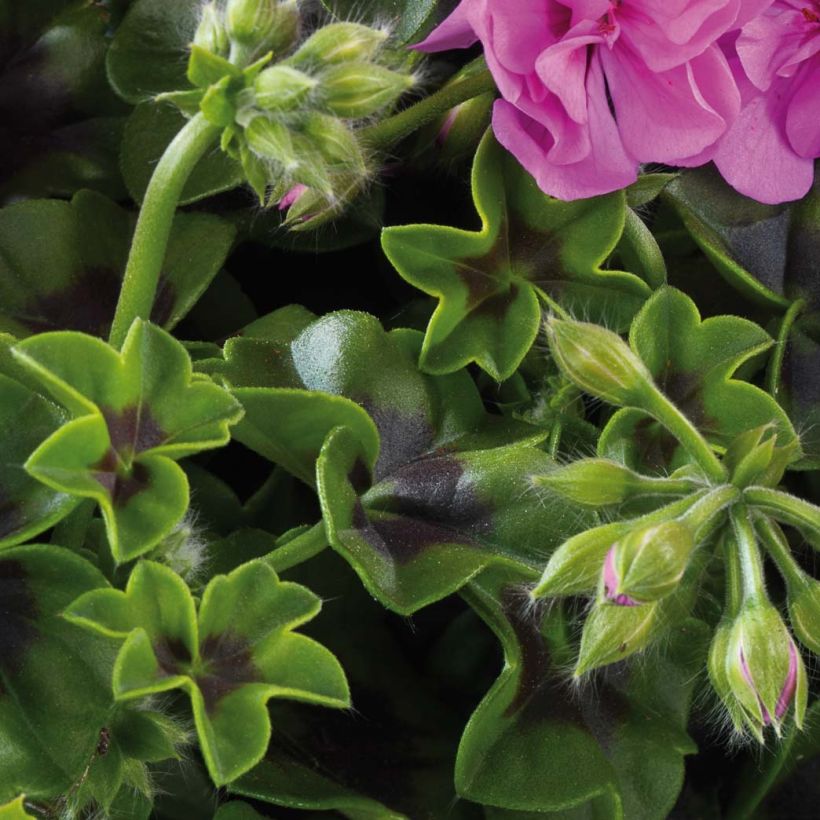 Pelargonium peltatum BIG 5 Amethyst - Hanggeranium dubbel (Foliage)