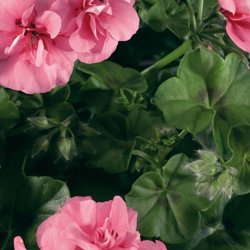 Pelargonium peltatum BIG 5 Light Pink - Hanggeranium dubbel (Foliage)