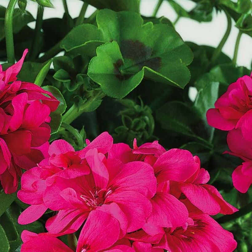 Pelargonium peltatum BIG 5 Neon Pink - Hanggeranium dubbel (Foliage)