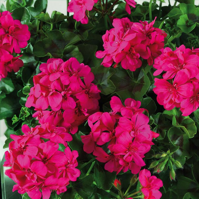 Pelargonium peltatum BIG 5 Neon Pink - Hanggeranium dubbel (Flowering)