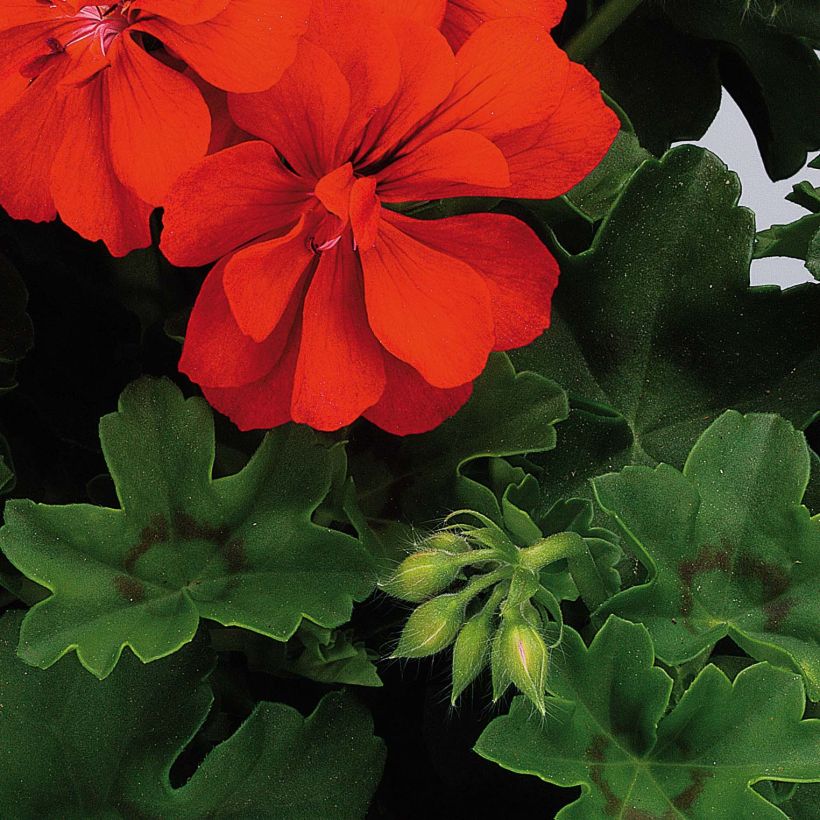 Pelargonium peltatum Big 5 Red Devil - Hanggeranium dubbel rood (Foliage)