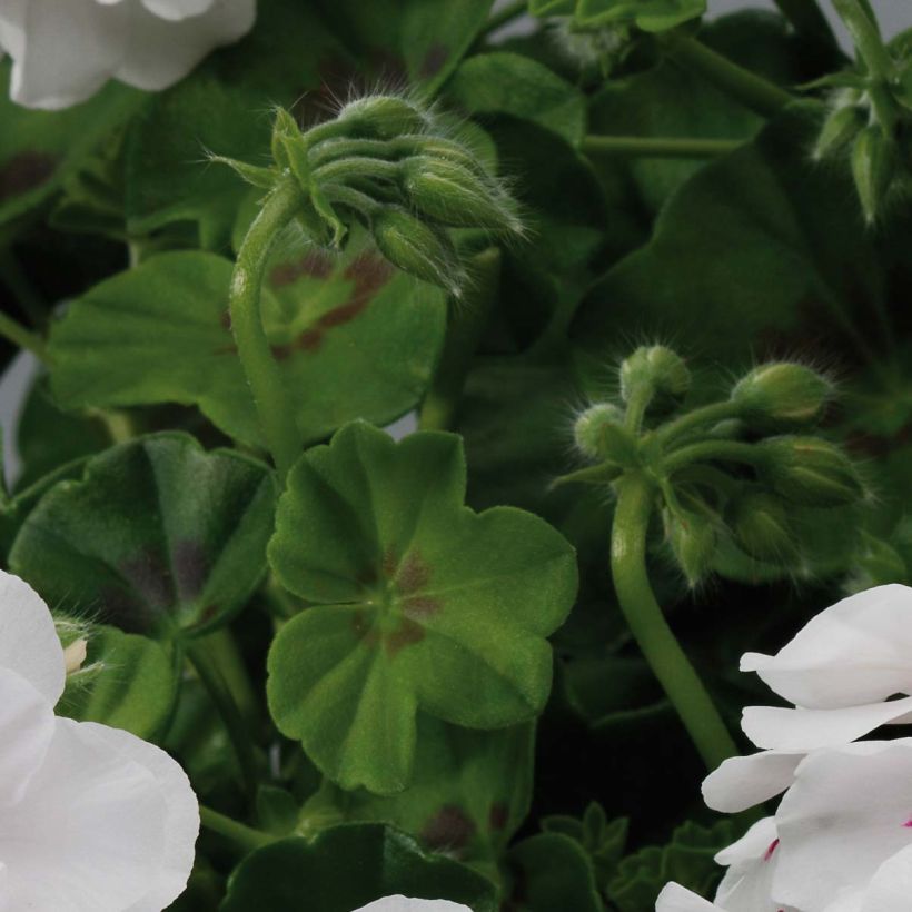 Pelargonium peltatum BIG 5 White - Hanggeranium dubbel wit (Foliage)