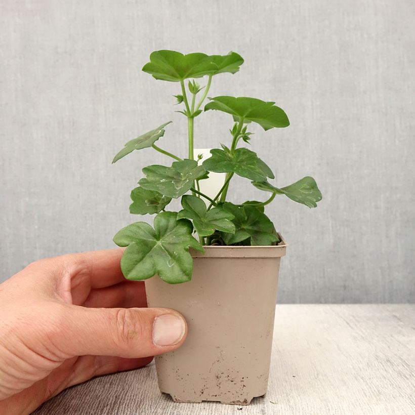 Example of Géranium lierre Rainbow Amethyst - Pelargonium peltatum  Kweekpotje van 8/9 cm as you get in printemps