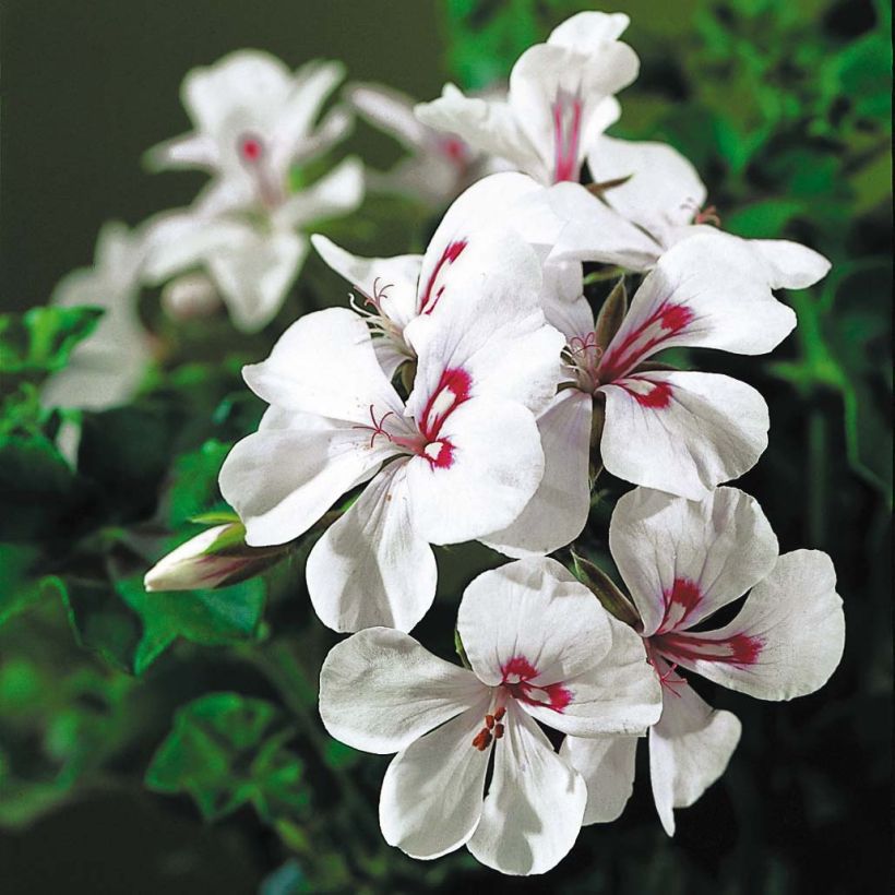 Pelargonium peltatum Rainbow White - Hanggeranium (Flowering)