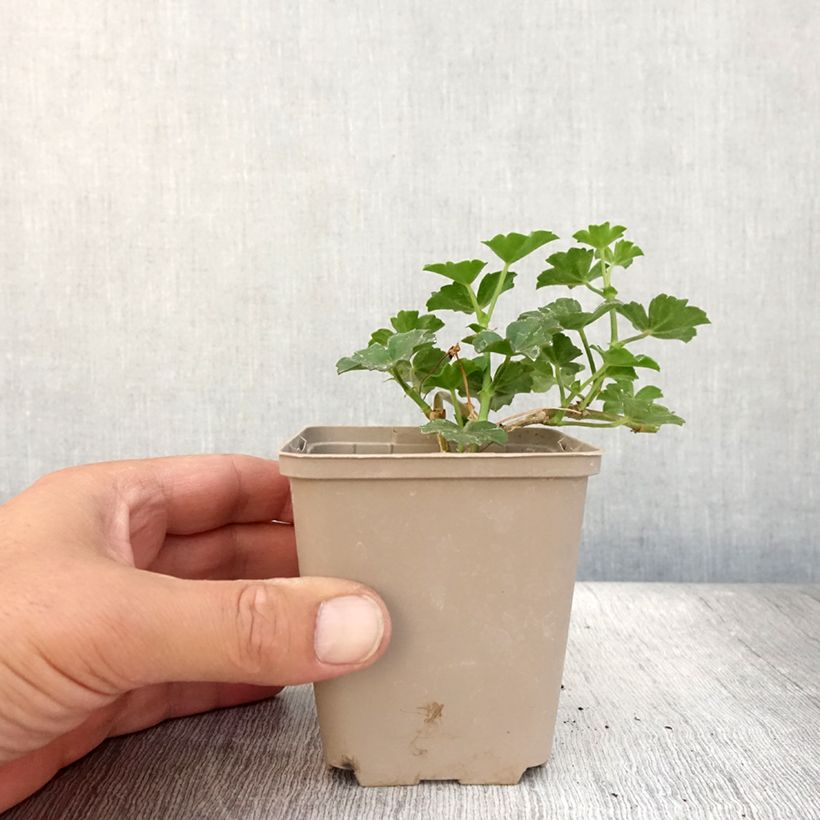 Exemplaar van Pelargonium peltatum Roi des Balcon Lilas - Hanggeranium Kweekpotje van 8/9 cm zoals geleverd in de zomer