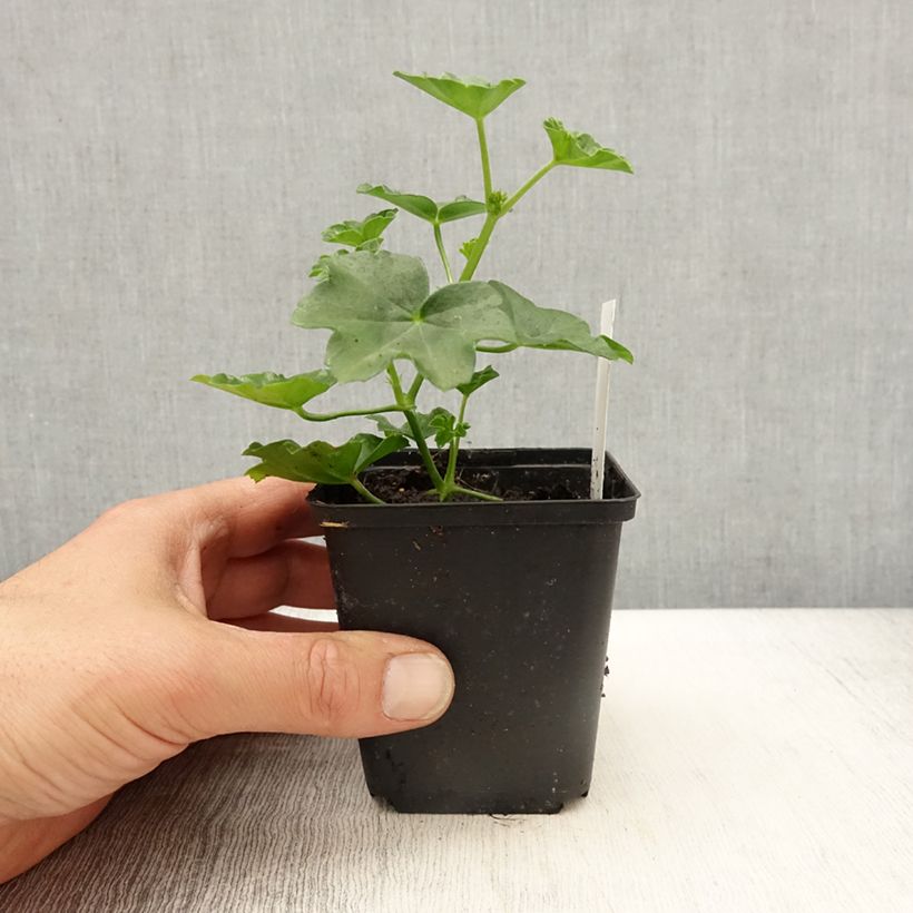 Example of Pelargonium Roi des Balcons Imperial Red - Hanggeranium Kweekpotje van 8/9 cm as you get in printemps