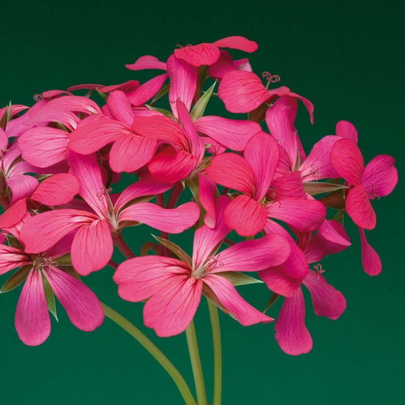 Pelargonium Roi des Balcons Noa - Hanggeranium (Flowering)