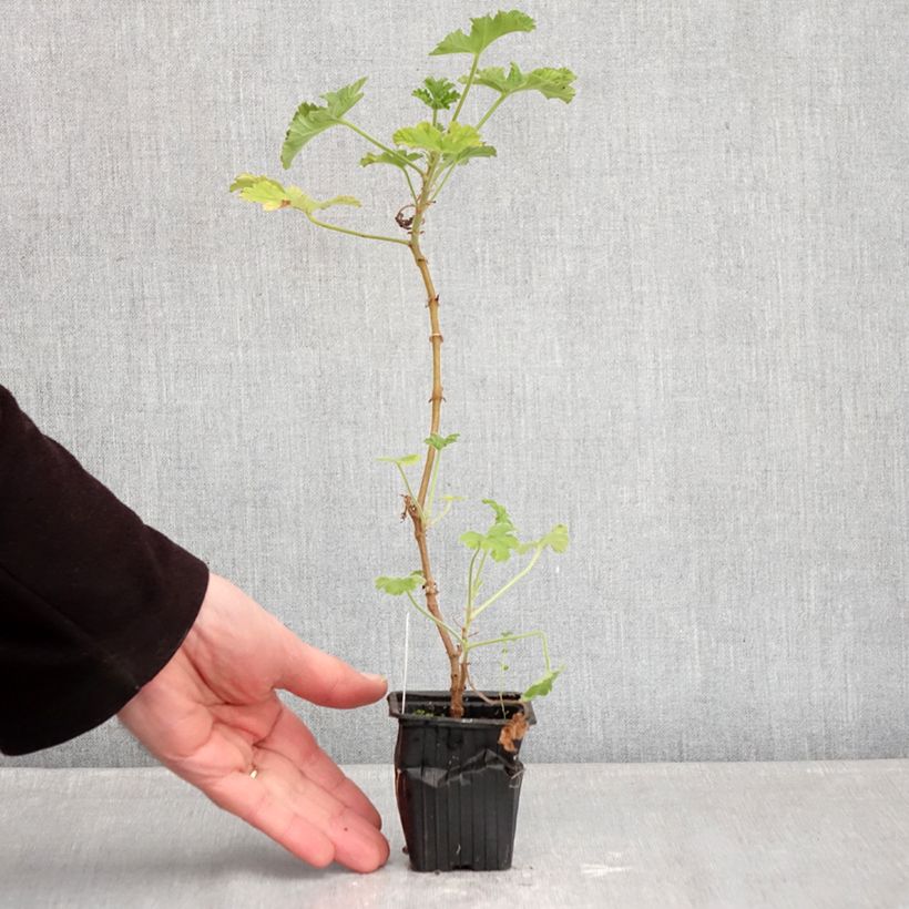 Example of Pelargonium capitatum - Geurgeranium Kweekpotje van 7/8 cm as you get in hiver