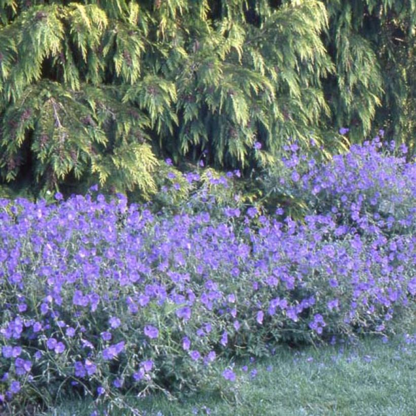 Geranium Orion - Ooievaarsbek (Plant habit)