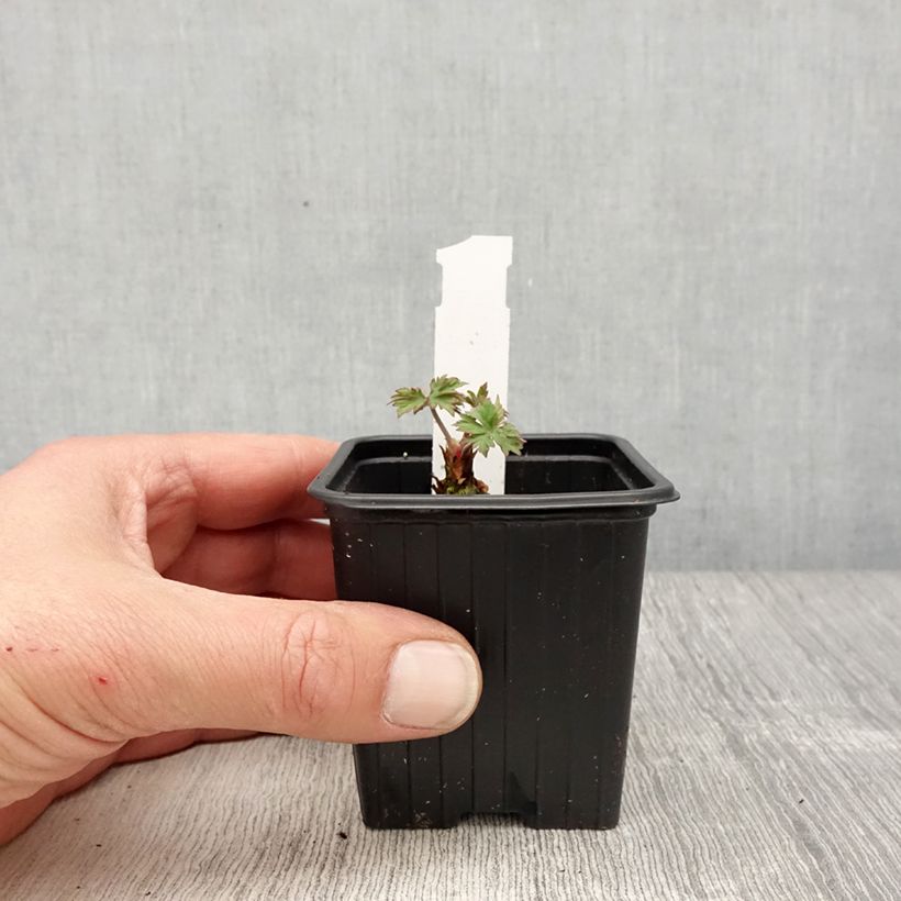 Exemplaar van Geranium pratense Else Lacey - Beemdooievaarsbek Kweekpotje van 8/9 cm zoals geleverd in de lente