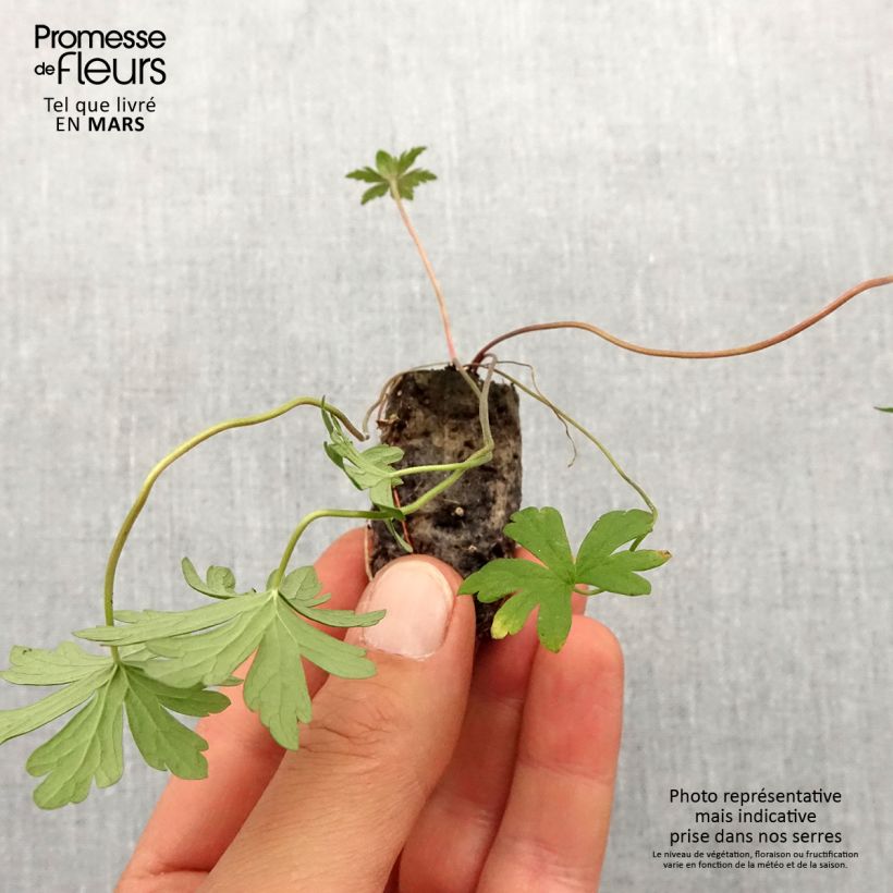 Example of Geranium pratense Else Lacey - géranium des prés Mini-mot Ø 1,5/2,5 cm as you get in printemps