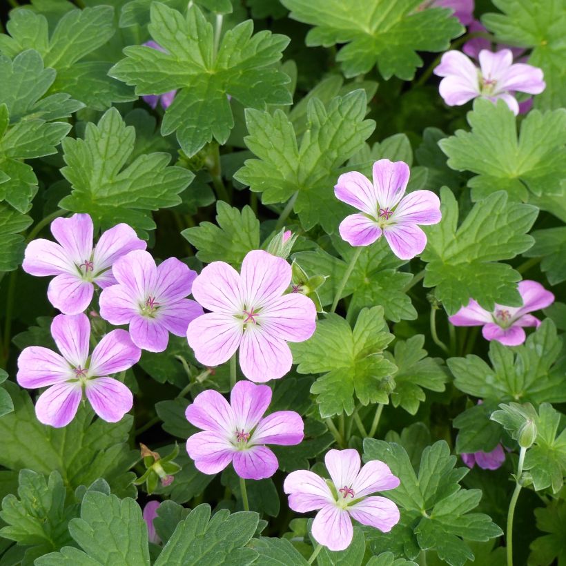 Geranium riversleaianum Mavis Simpson - Ooievaarsbek (Flowering)