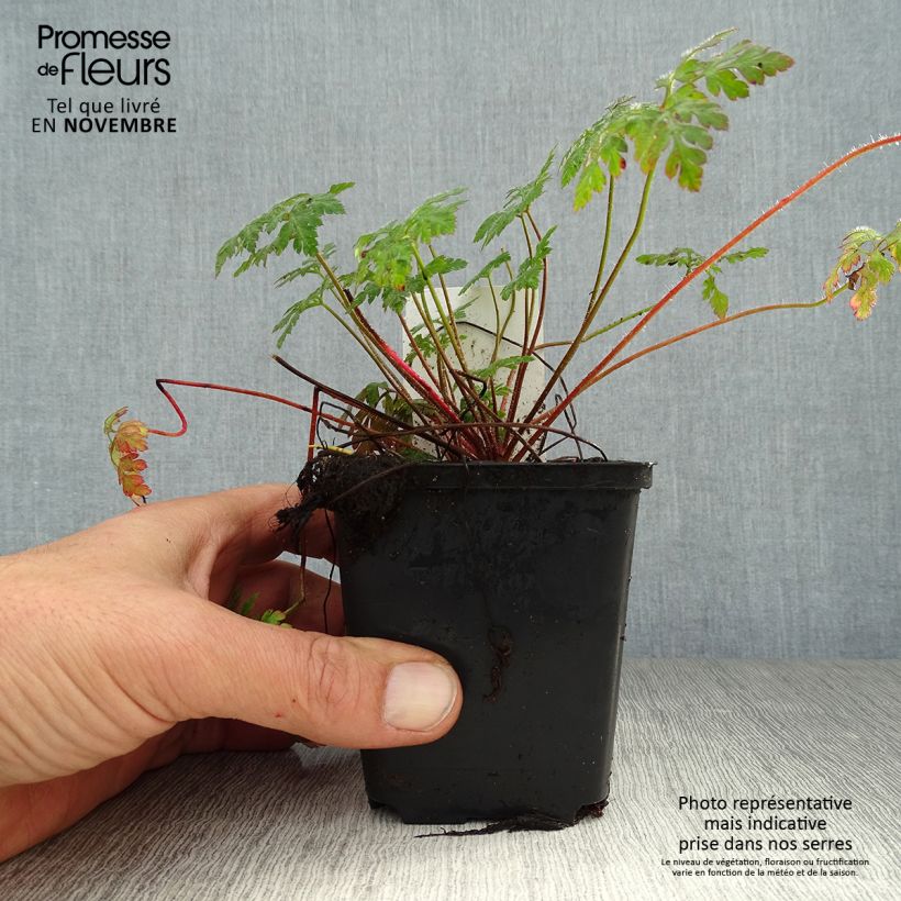 Exemplaar van Geranium robertianum - Robertskruid Kweekpotje van 8/9 cm zoals geleverd in de herfst