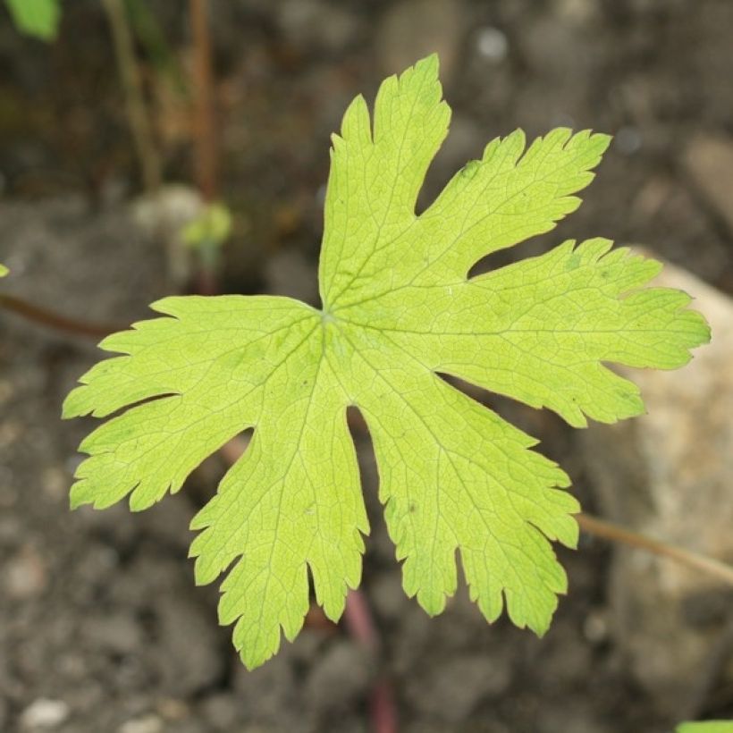 Geranium Ann Folkard - Ooievaarsbek (Foliage)